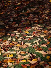 Colorful autumn leaves in shades of yellow, orange, red, and brown scattered across a grassy surface with light and shadow adding depth and seasonal warmth