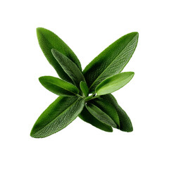 Obraz premium Fresh Sage Sprig Isolated on Black Background - Culinary Herb, Aromatic Plant