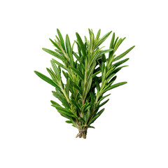 Fototapeta premium Fresh Sprigs of Rosemary Herb, Tied Bundle, Isolated on Black Background