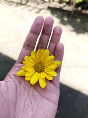 Beautiful Yellow Aster on Hand