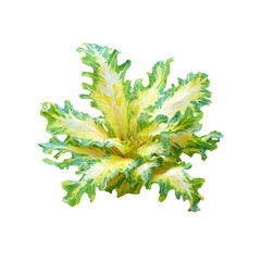 Vibrant Variegated Ornamental Cabbage Close-Up