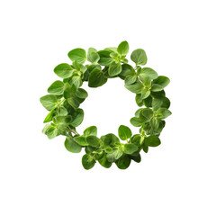 Oregano Wreath Fresh Green Herb Circle on Black Background
