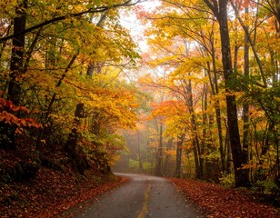 Fototapeta premium Autumnal forest road