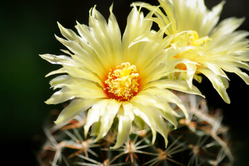 Thelocactus setispinus or Ferocactus hamatacanthus , Miniature Barrel Cactus flower or yellow...