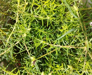 Close-Up of Green Portulaca Plant Without Flowers