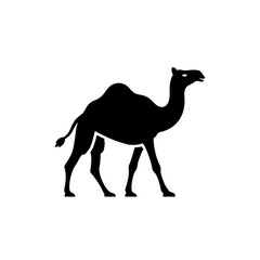 A black silhouette of a camel standing, side view, against a white background.