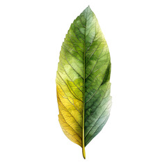 Obraz premium Green Leaf with Yellow Gradient on White Background