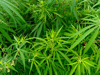 Dense Green Cannabis Leaves in Natural Light, Vibrant Cannabis Foliage Thriving in Wild Green Habitat