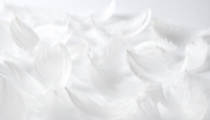 Soft Whispers of Down: Delicate white feathers, a symbol of purity and lightness, create a soothing, ethereal backdrop for reflection and repose.