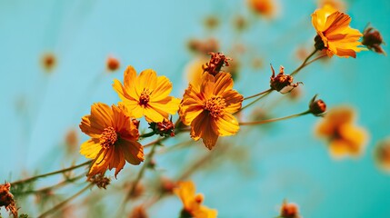 Close-up of yellow flowers with green leaves and buds on a blue background exudes elegance, leaving space at the ends to add text or graphics later.
