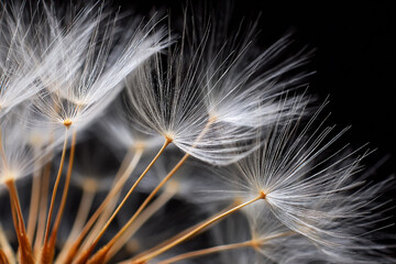 A close-up of the delicate seeds and fibers on dandelion petals, creating an intricate pattern against a dark background.