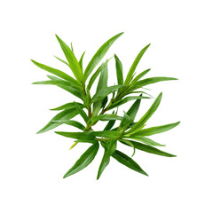 Fresh Sprig of Tarragon Herb Isolated on Black Background