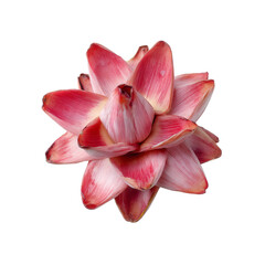 Fototapeta premium Vibrant Pink Banana Blossom Isolated on Black Background