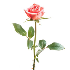 Single pink rose on a dark background