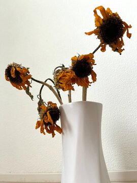 枯れたひまわり
