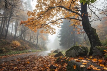 Autumn Forest Road in Fog