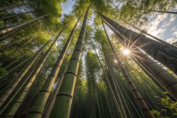 Bamboo Forest Canopy with Sunlight