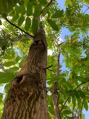 Low angle view of Manchurian walnut tree leaves against the sky. Lush green foliage in summer sunlight. Nature texture and forest background for environmental and botanical themes