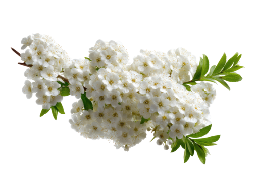 Close-up of a cluster of white flowers on a branch