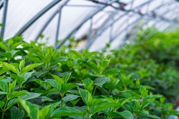 Naklejka premium A greenhouse filled with lush green plants represents sustainable agriculture. This controlled environment promotes healthy growth, showcasing the importance of eco-friendly food production.