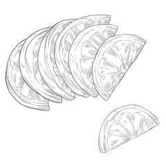 Citrus Slice (Orange, Lemon, Lime) realistic sketch Commercial for culinary food and aromatherapy