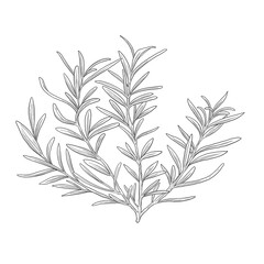 Rosemary Herbal, Commercial for culinary food and aromatherapy