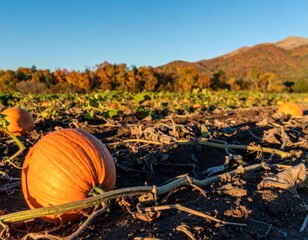 Two vibrant pumpkins resting on the ground in a pumpkin patch at sunset.