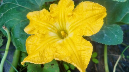 Close-up of a bright yellow pumpkin flower blooming in a natural vegetable garden, surrounded by large green leaves. Represents organic farming, edible flowers, and tropical homegrown plants.