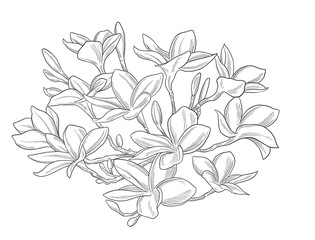 Frangipani (Kamboja) Sketch Popular for spa and tropical products