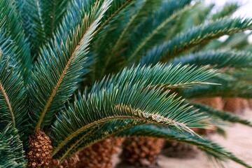 Close-up of lush palm fronds (1)