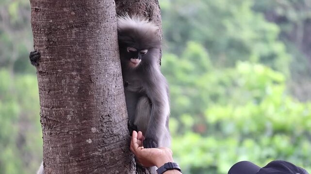 Wild dusky leaf monkey (Trachypithecus obscurus) trusts a woman and takes a snack. A tender bond between human and nature. Slow motion.