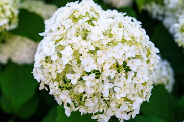 Discover the enchanting beauty of a white hydrangea bloom, showcasing its delicate texture and intricate details. A perfect representation of summer s floral elegance.