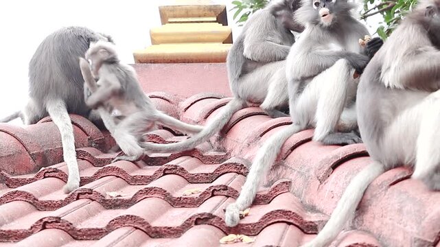 A troop of dusky leaf monkeys (Trachypithecus obscurus) enjoys peanuts on a Buddhist temple roof, gifted by people. One playful baby tugs on an adult&rsquo;s tail.