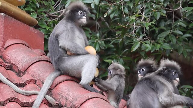 Two juvenile dusky leaf monkeys (Trachypithecus obscurus) try to snatch a yellow infant from a caring female. The real mother arrives just in time to reclaim and protect her baby.