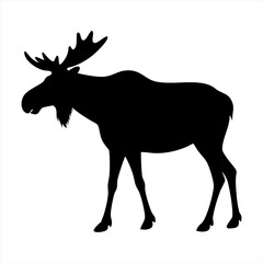 Obraz premium Vector silhouette of a wild North American moose with large majestic antlers.