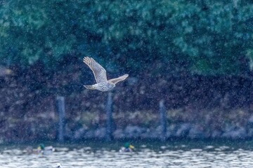 雨の中獲物を探して飛ぶオオタカ幼鳥