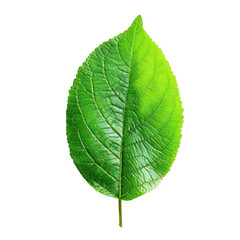 Obraz premium Vibrant green leaf, oval shape, detailed veins