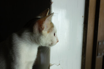 A kitten looking hopefully out through a door crack or window. Concept of waiting, curiosity, and pets