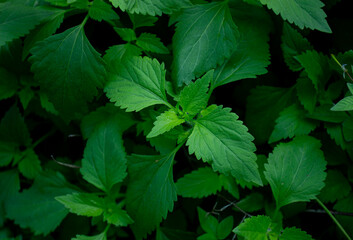 Texture of fresh green plant leaves. An organic and fresh natural background