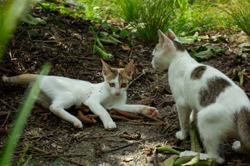 Two adorable young kittens playing together in a garden. Concept of friendship, pets, and animal behavior