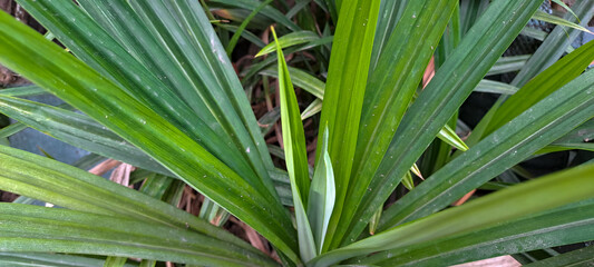 A bush of Pandanus amaryllifolius grows in garden. Fragrant Pandan has long and dark green leaves....