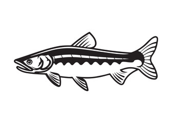 Black Sturgeon Silhouette with Barbels and Spiny Dorsal Fins in Side View.