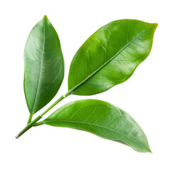 Obraz premium Fresh green tea leaves on stem (1)