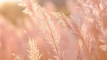 Light pink grass with a blurred background. Illustration for a spring design background.