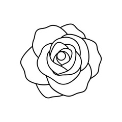 rose beige background and line art gifts