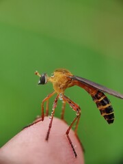 macro photos in nature
