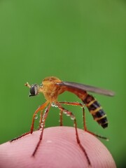 macro photos in nature