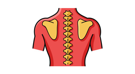 Anatomical illustration displaying the human spine and scapula in a simplified graphic format