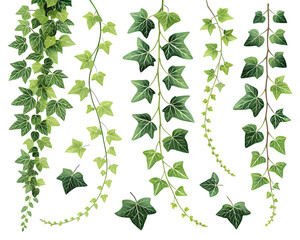 Collection of lush green ivy vines with detailed leaves cascading downwards isolated on white background