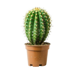 Small, round cactus in terracotta pot (1)